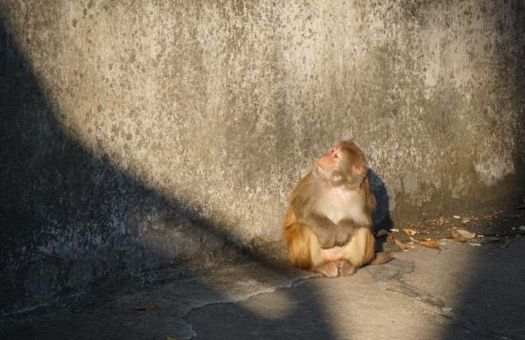 scimmie schiave Thailandia