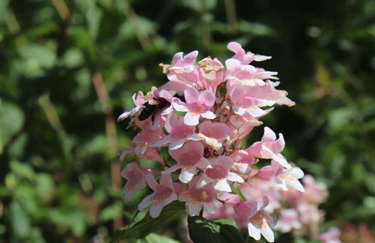 abelia piena fiori ecco segreto