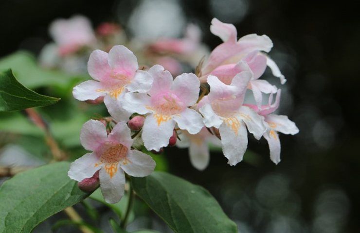 abelia segreto averla piena fiori