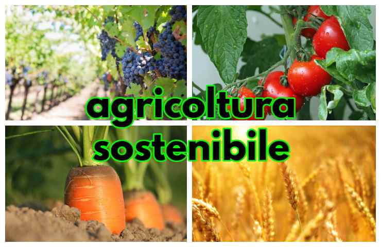 agricoltura sostenibile ecologica innovativa