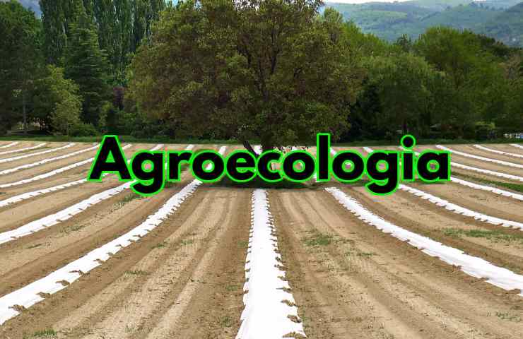 Agroecologia sistema approccio sostenibile
