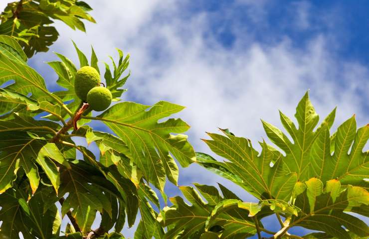 Albero del pane foglie 