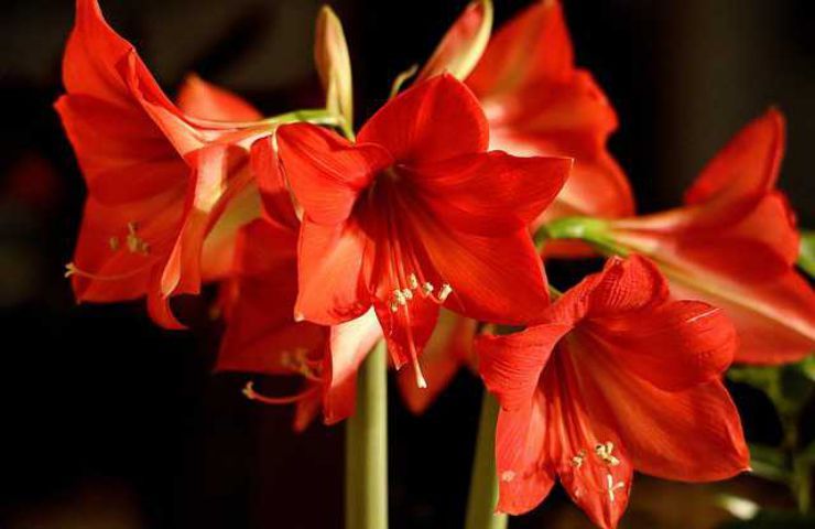 amaryllis petali fiore