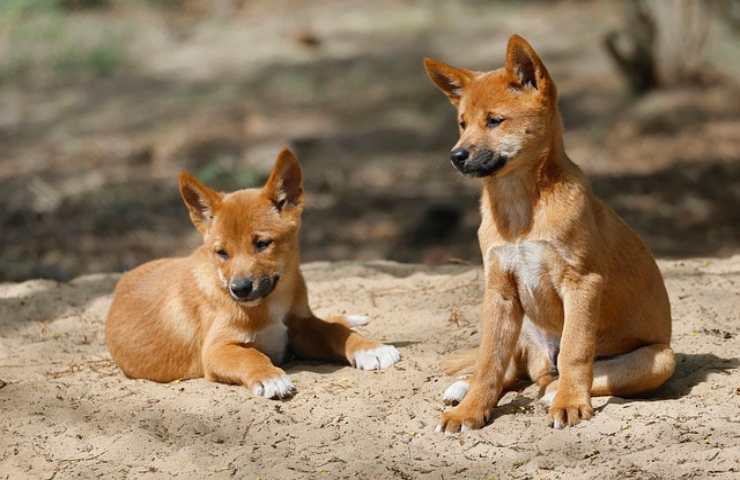 Australia, i dingo sono una specie protetta 