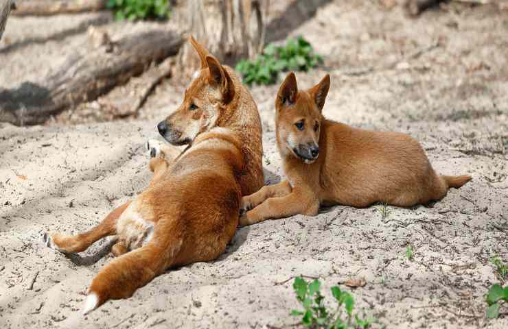 divieto cani in spiaggia: il motivo sono i dingo 
