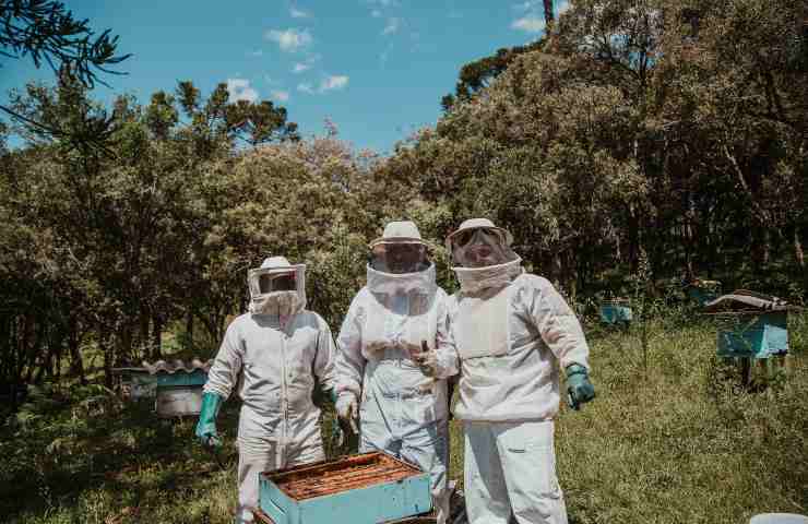 importanza della coltivazione dell'albero di miele 