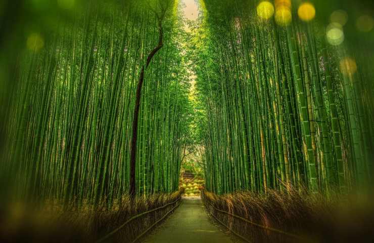 Bambouseraie de Prafrance foresta 