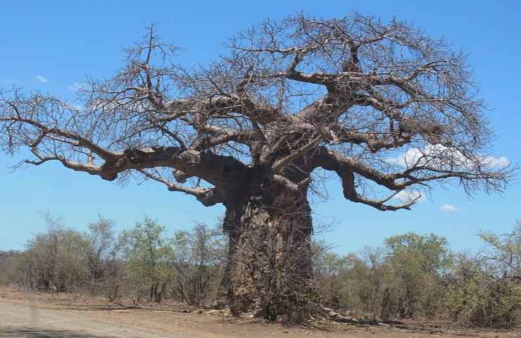  pianta 3000 baobab combatte desertificazione