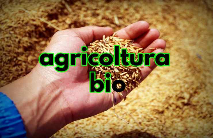 agricoltura bio cibo sostenibile