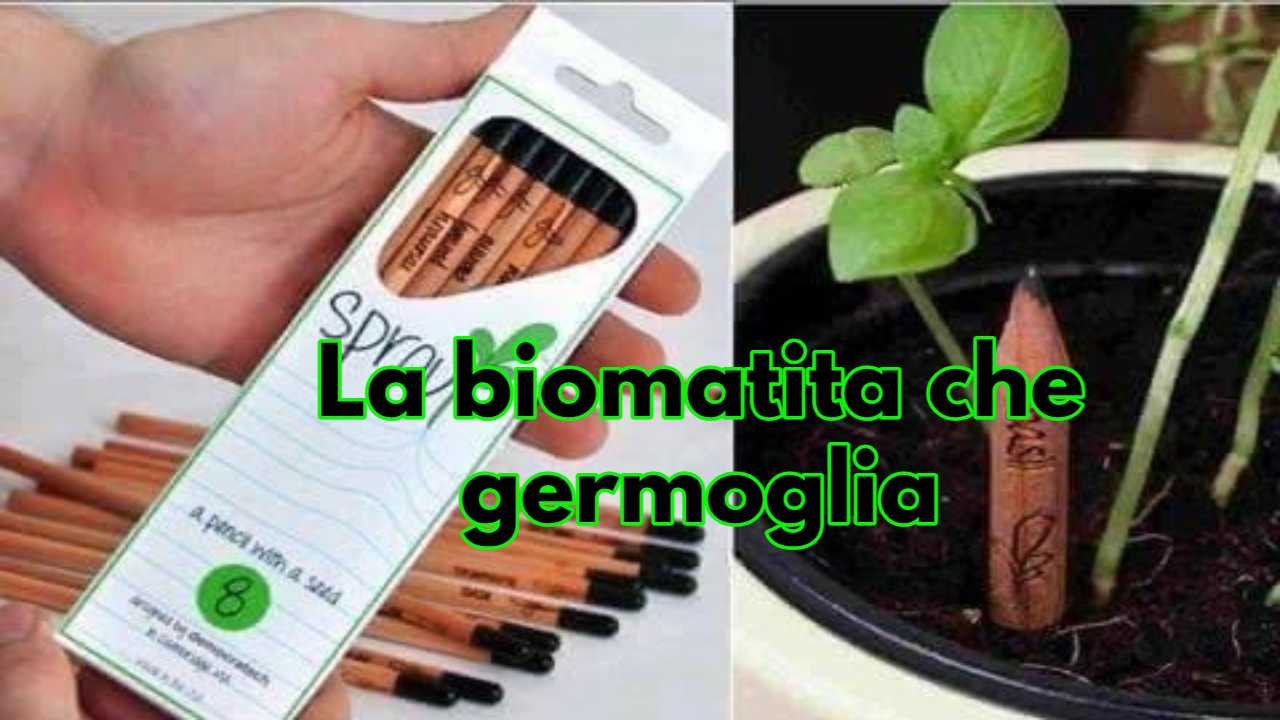 biomatita germogli sostenibilità ambiente