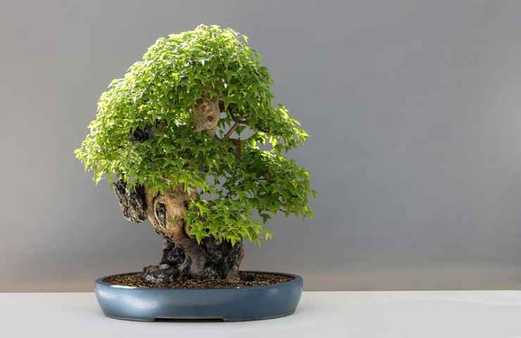 bonsai acero pianta