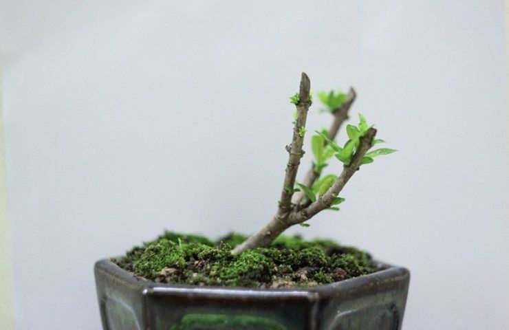 ulivo bonsai guida coltivazione perfetta sboccerà sempre