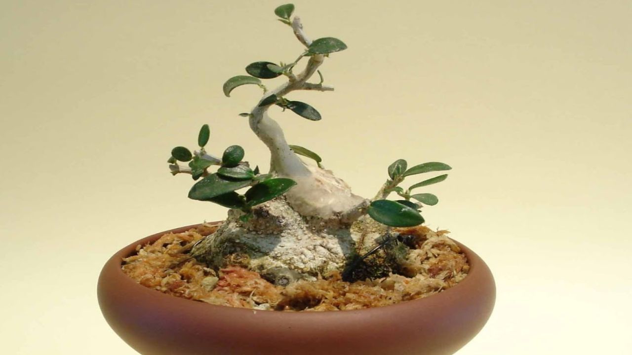 ulivo bonsai guida coltivazione perfetta sboccerà sempre