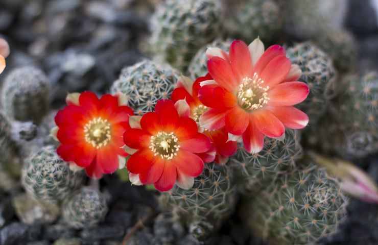 Rebutia pianta grassa