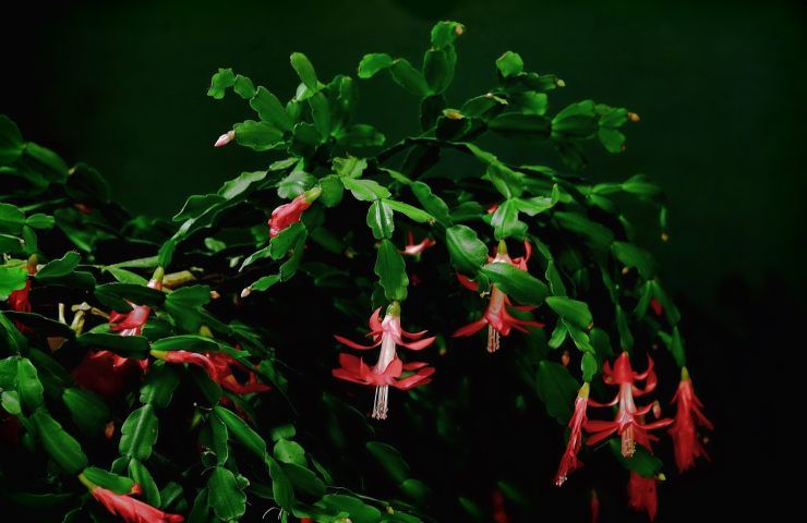 Cactus natale fiori