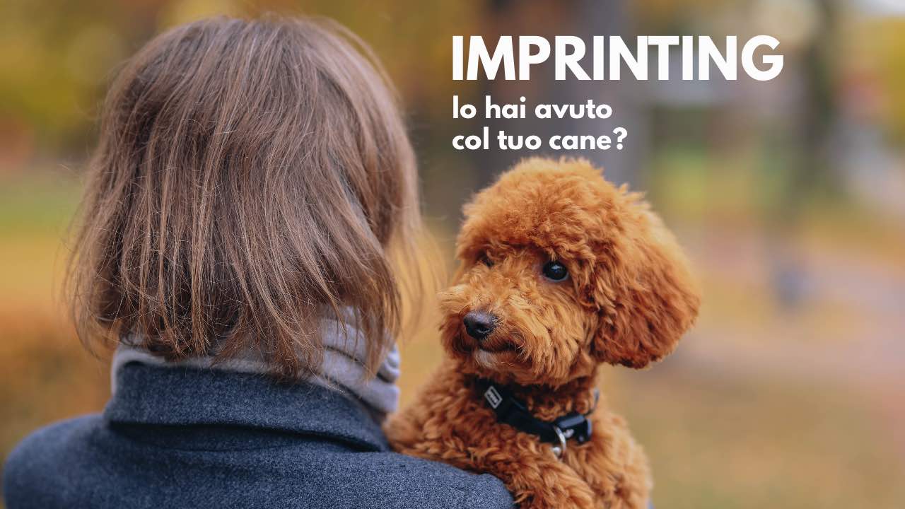 imprinting segnali animali