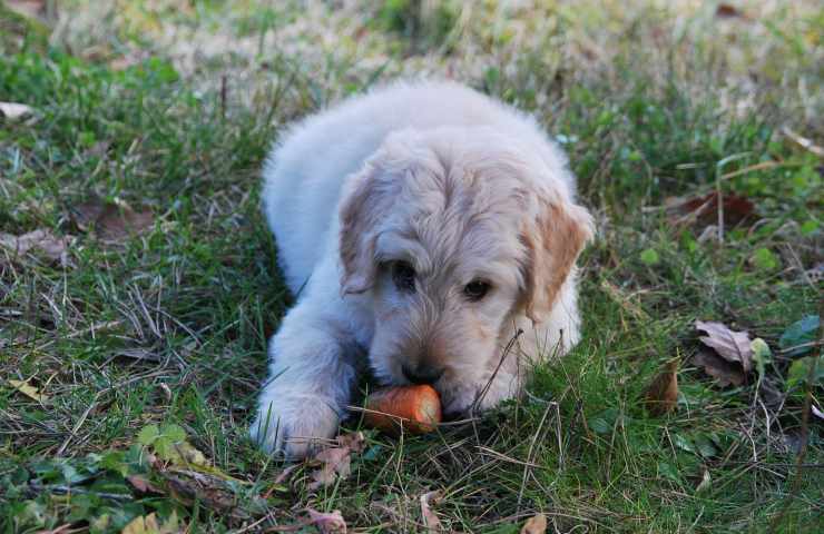 Cane mangia erba verità sconvolgente 