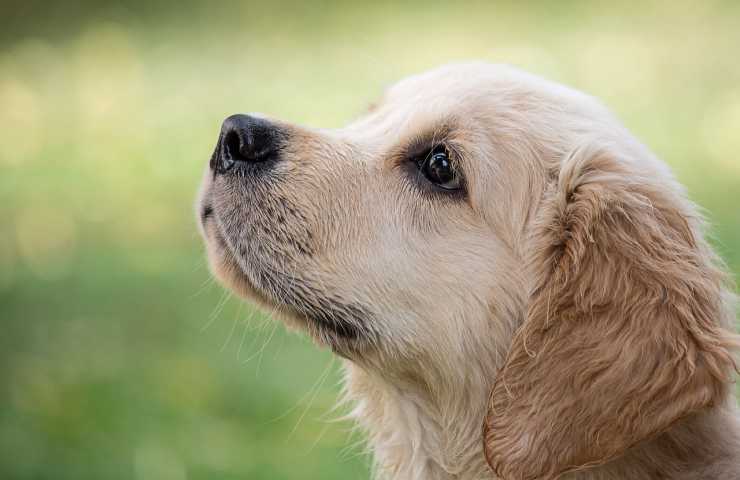 profilo cane bianco