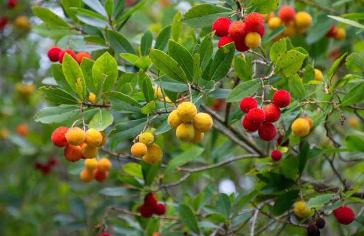 pianta frutti natura