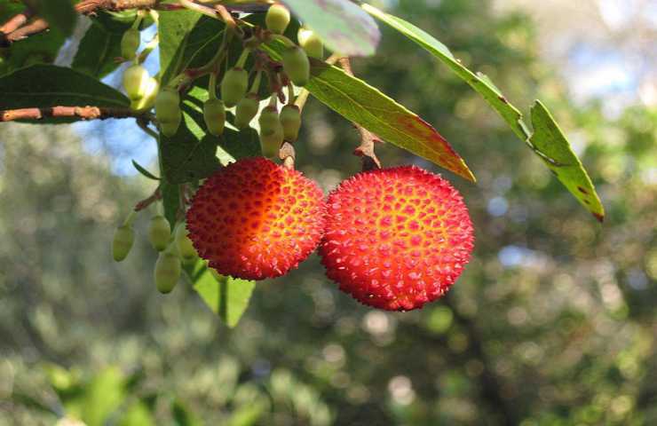 corbezzolo rosso frutto