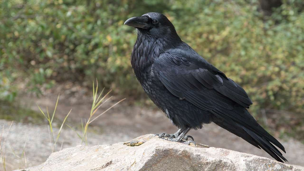 Corvo giardino zero minaccia