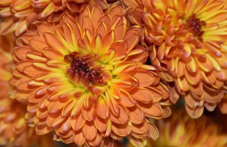 crisantemi colori autunnali