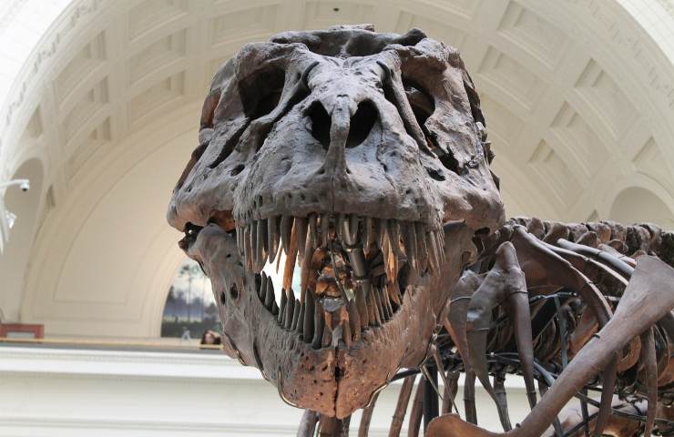 Dinosauri scienza museo