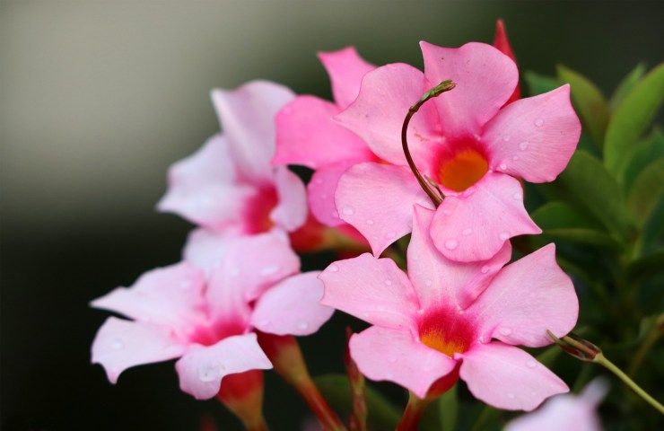 Dipladenia fiori rosa