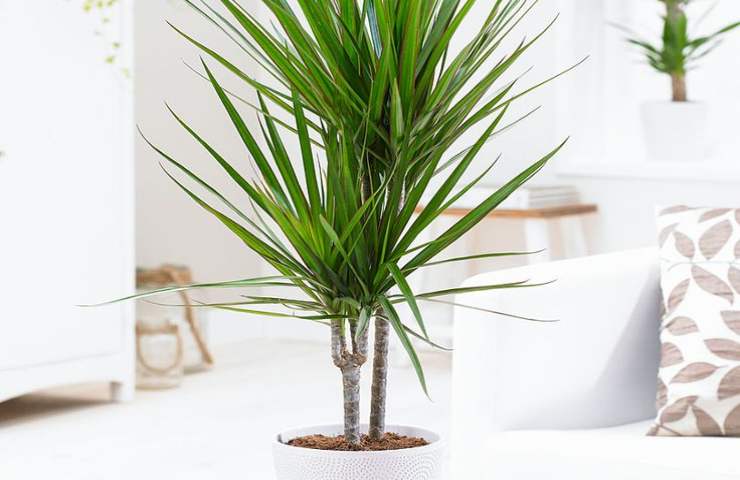 dracena marginata guida coltivazione perfetta