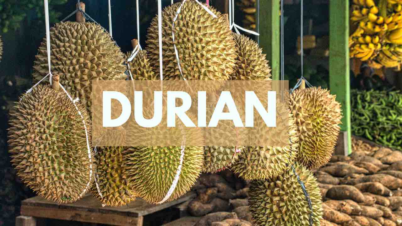 durian albero coltivare
