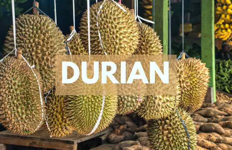 durian gusto frutto