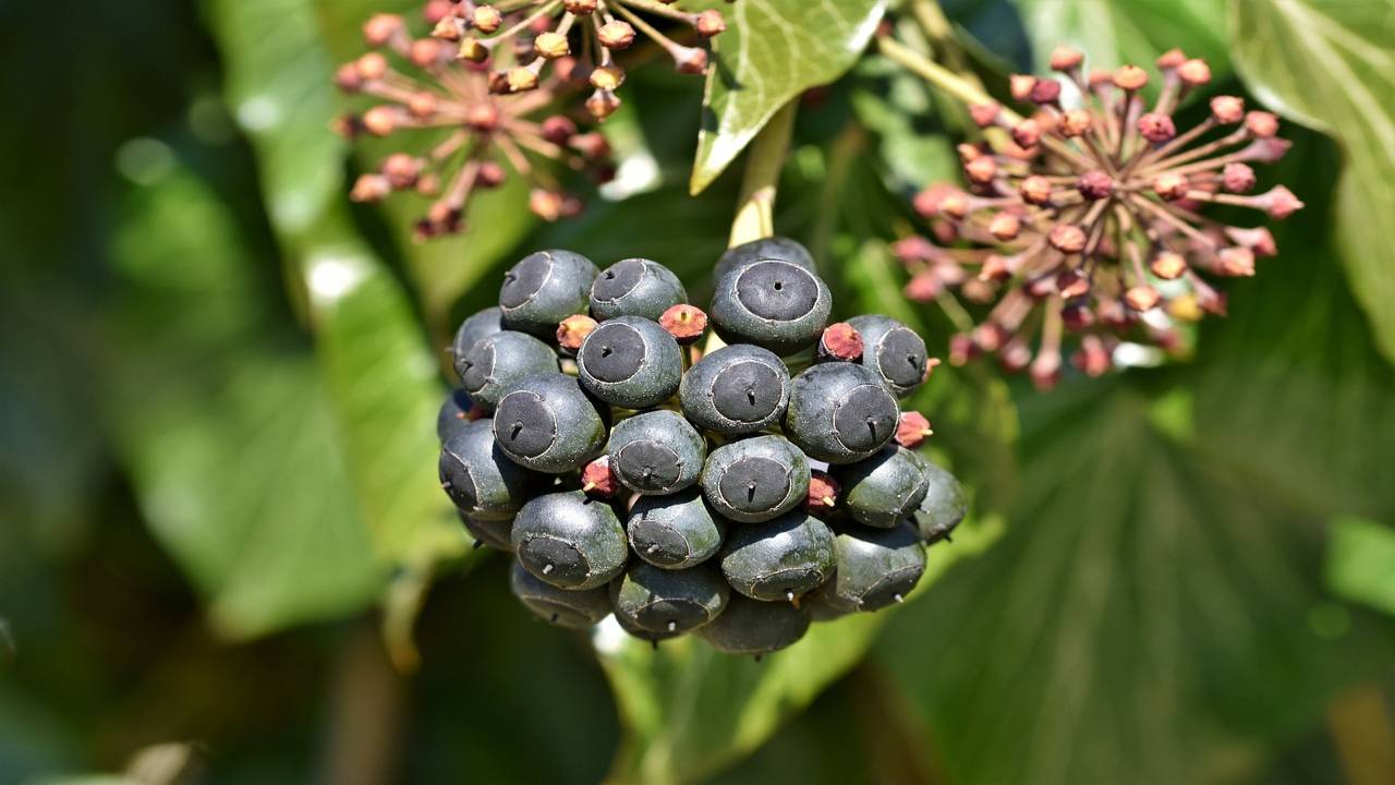 edera fiore bacca