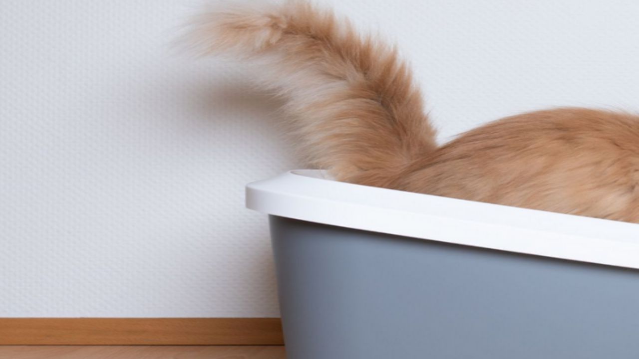 coda felino lettiera