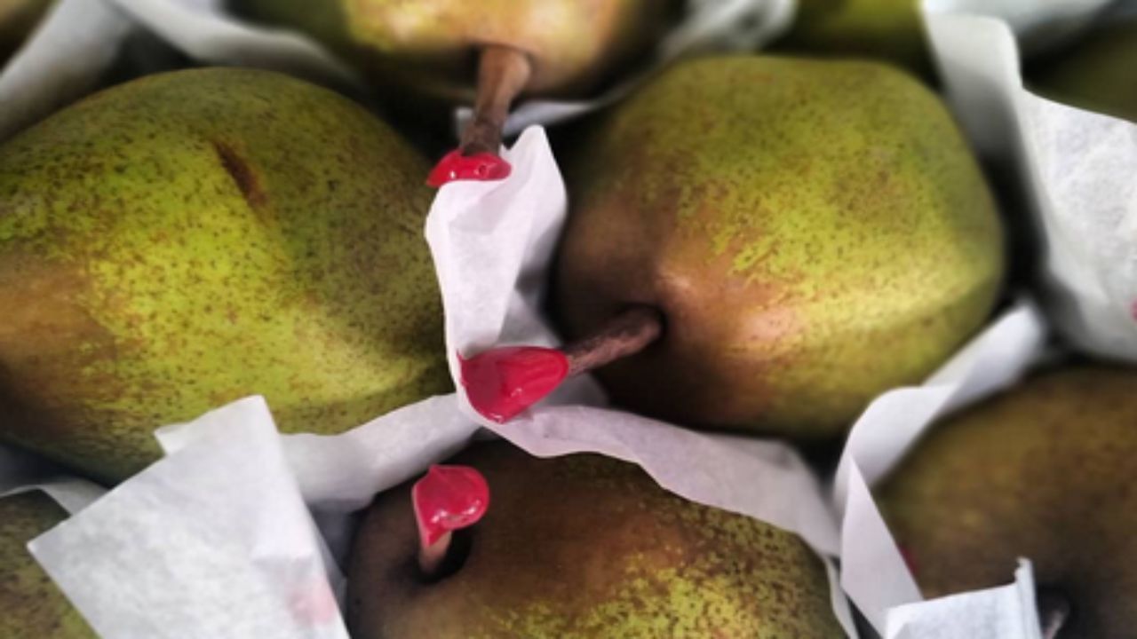 frutto passacrassana pera