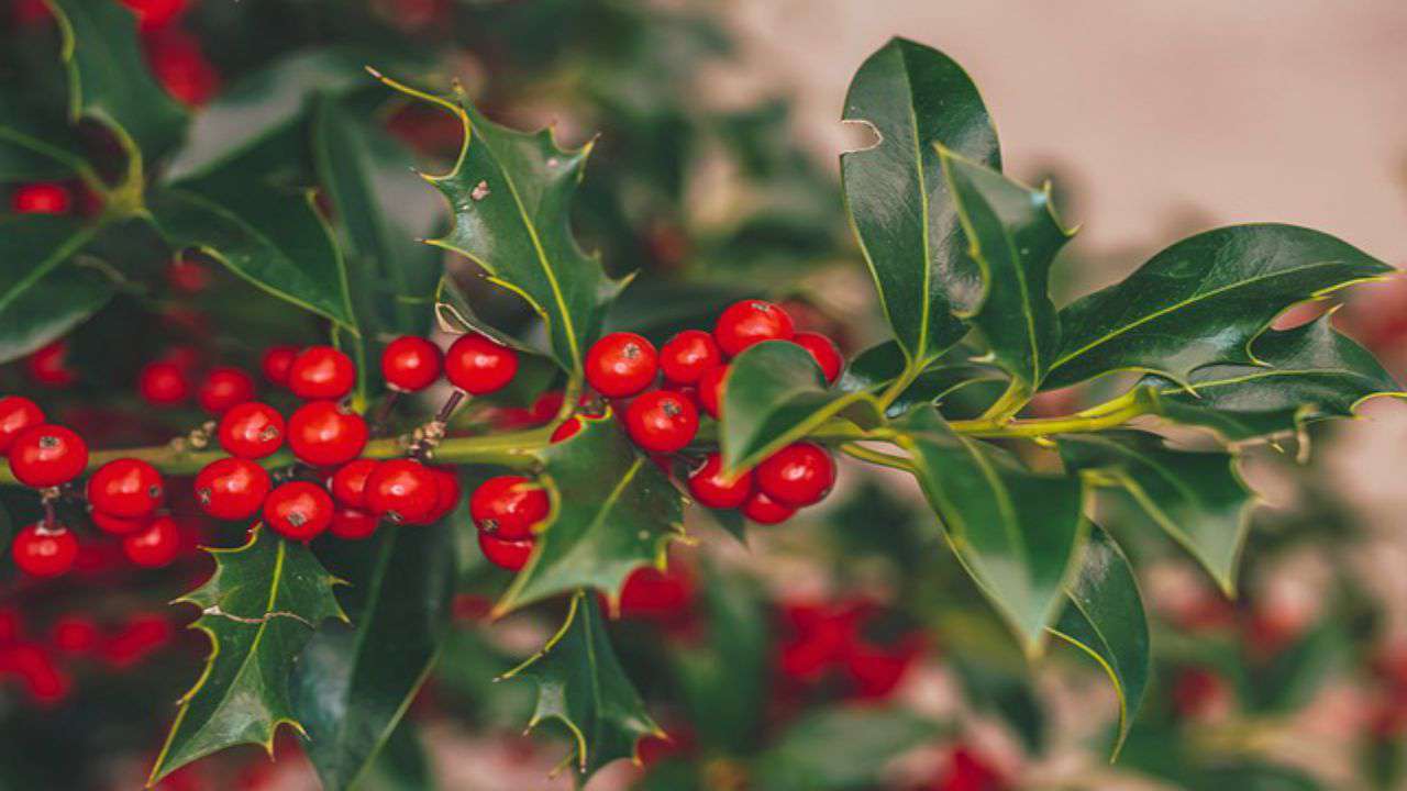 agrifoglio pianta natale