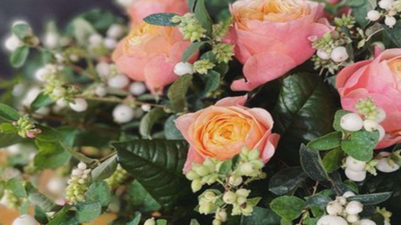 sinforicarpo pianta fiori