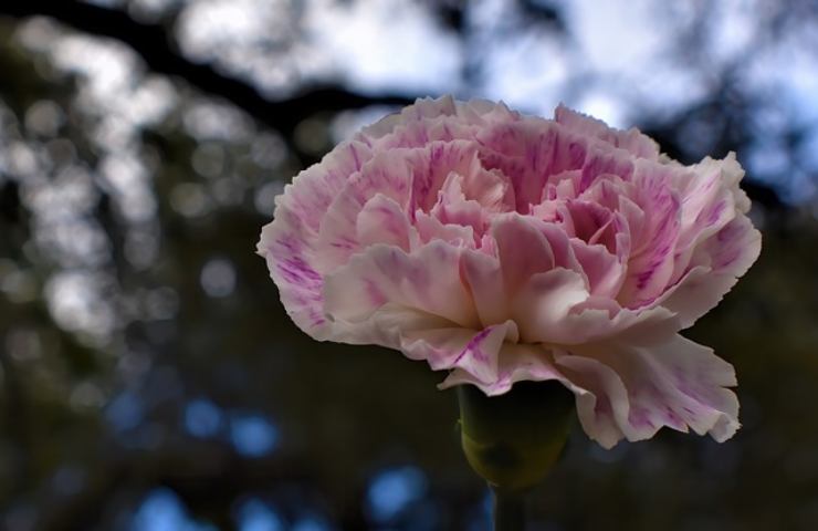 Fiori: evita di tenere questi in casa 