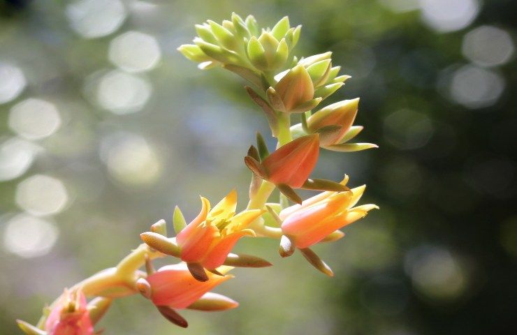 Sempervivum calcareum fiori