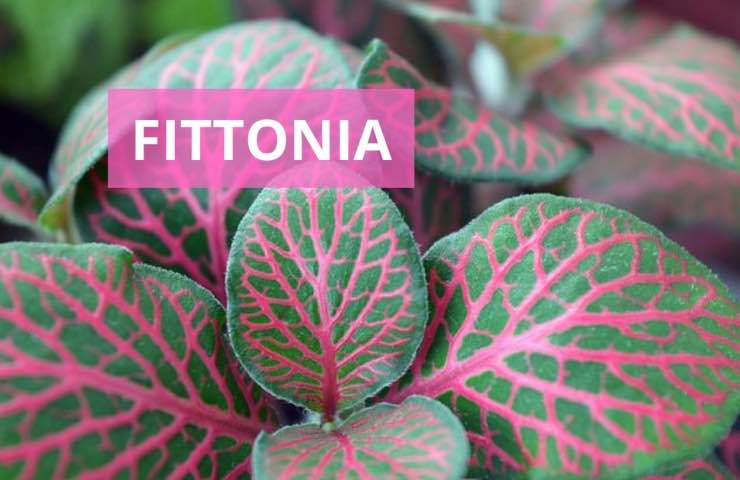 fittonia cura pianta