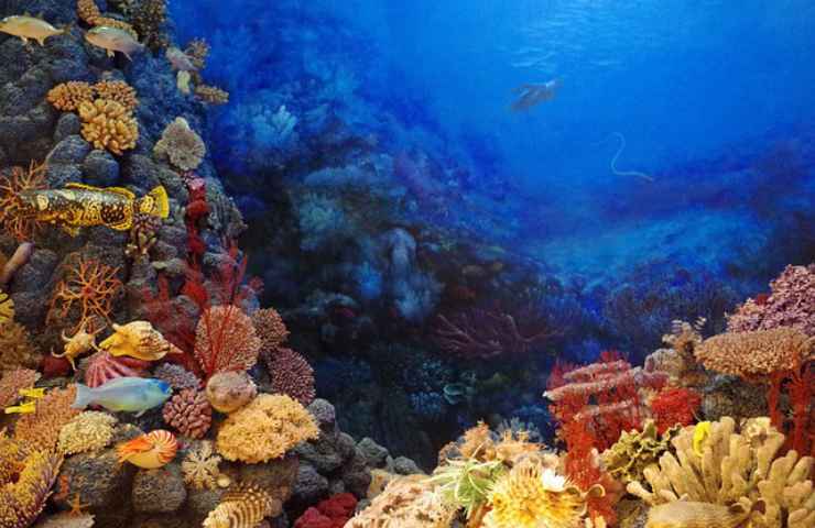fondale marino coralli