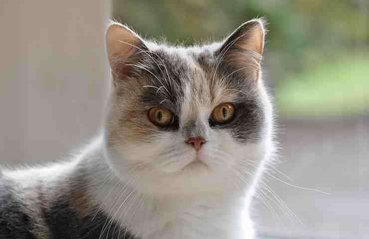 sguardo gatto persiano