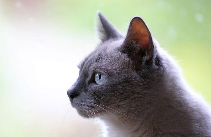 profilo gatto occhi celesti
