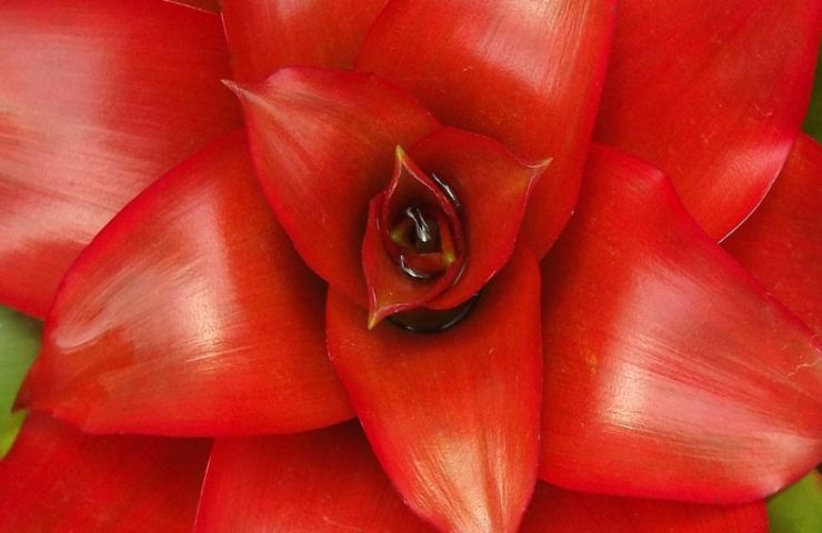 guzmania pianta va a ruba