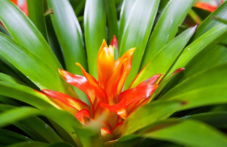 guzmania pianta appartamento va a ruba