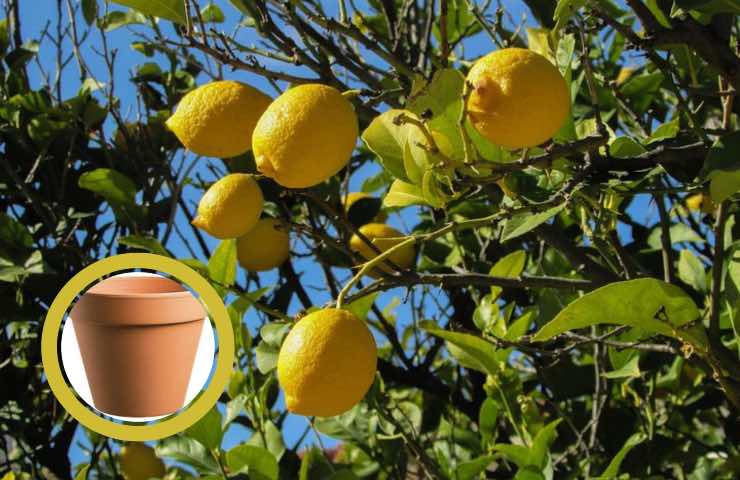 limone coltivazione inverno