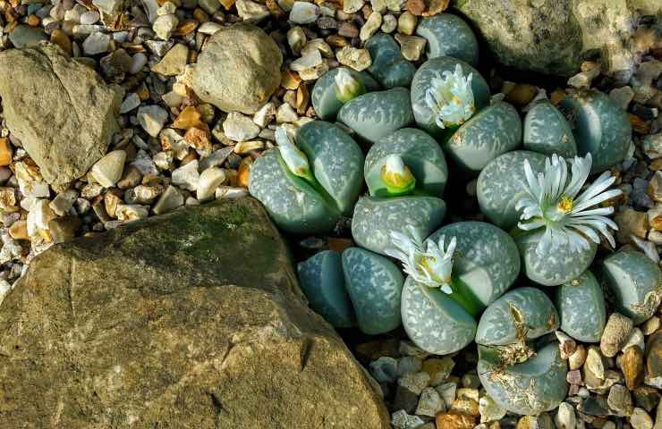 lithops pianta grassa