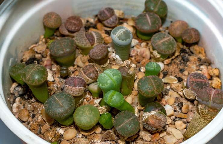 lithops crescita casa