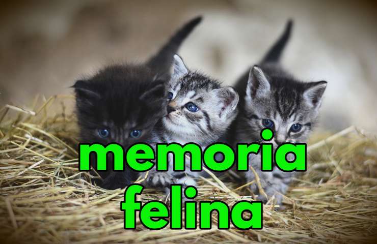 memoria felina olfatto ricordi