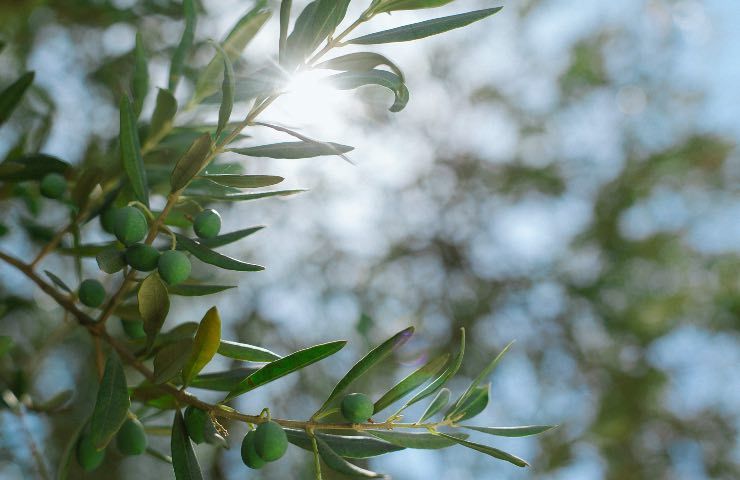 olive estrazione olio