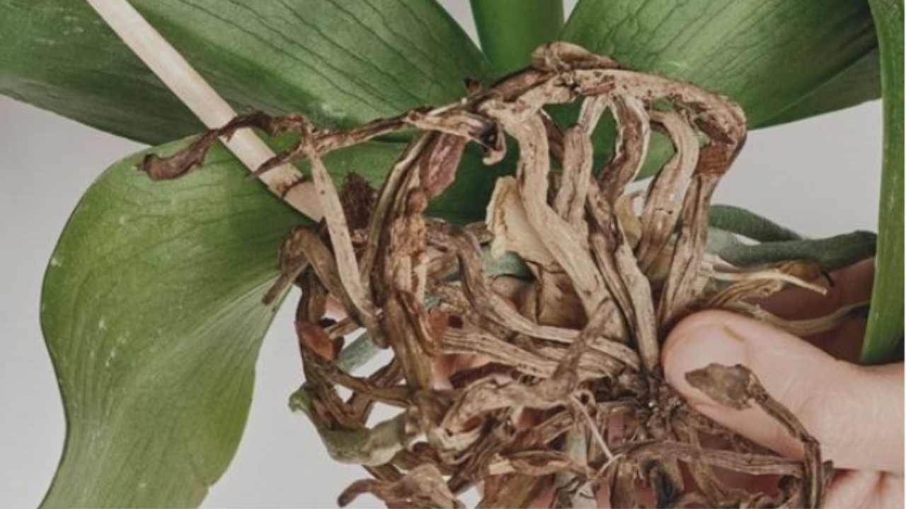 orchidea disidratata come recuperarla